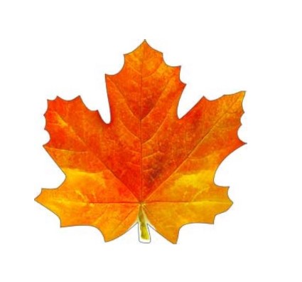 Украшение на скотче 'Кленовый лист', (1;уп), А1-113-199